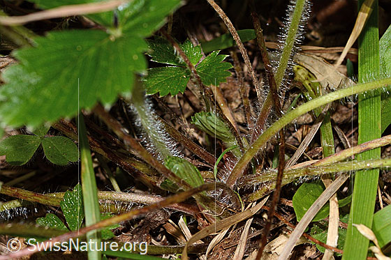 Foto: Wald-Erdbeere (Fragaria vesca). Stängel.
