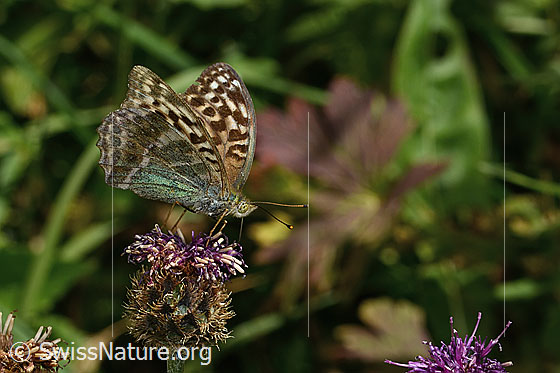 Kaisermantel valesina (Argynnis paphia f. valesina) auf Alpen-Flockenblume (Centaurea scabiosa ssp. alpestris)