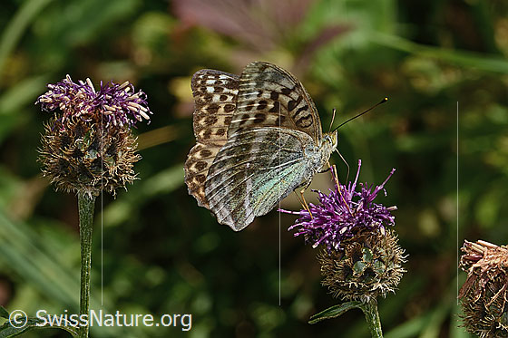 Foto: Kaisermantel valesina (Argynnis paphia f. valesina) auf Alpen-Flockenblume (Centaurea scabiosa ssp. alpestris). Flügel halb geöffnet. Ansicht von seitlich unten.