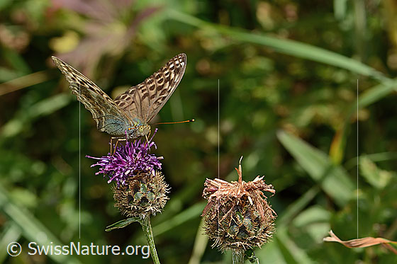 Photo: Argynnis paphia f. Valesina on Centaurea scabiosa ssp. alpestris. Wings half open. View from side front.