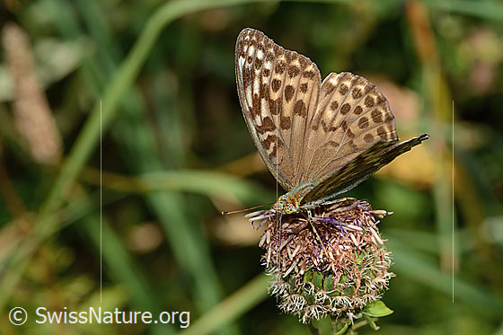 Foto: Kaisermantel valesina (Argynnis paphia f. valesina) auf Alpen-Flockenblume (Centaurea scabiosa ssp. alpestris). Flügel halb geöffnet. Ansicht von seitlich vorne oben.