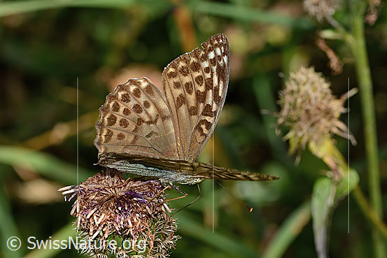 Foto: Kaisermantel valesina (Argynnis paphia f. valesina) auf Alpen-Flockenblume (Centaurea scabiosa ssp. alpestris). Flügel halb geöffnet. Ansicht von seitlich oben.
