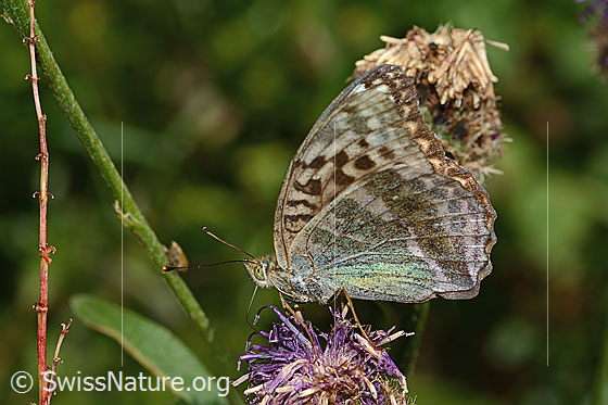 Foto: Kaisermantel valesina (Argynnis paphia f. valesina) auf Alpen-Flockenblume (Centaurea scabiosa ssp. alpestris). Flügel geschlossen. Ansicht von der Seite.