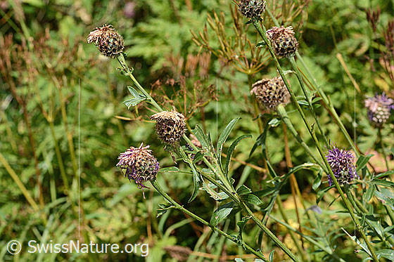 Photo: Centaurea scabiosa ssp. alpestris. Whole plant (habiti).