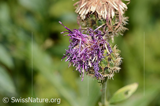 Foto: Alpen-Flockenblume (Centaurea scabiosa ssp. alpestris). Blüte.