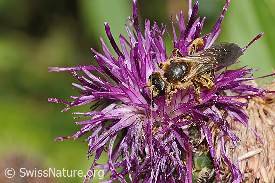 Foto: Rotbeinige Furchenbiene (Halictus rubicundus) auf Alpen-Flockenblume (Centaurea scabiosa ssp. alpestris). Länge 12mm. Weibchen. Ansicht von seitlich oben.