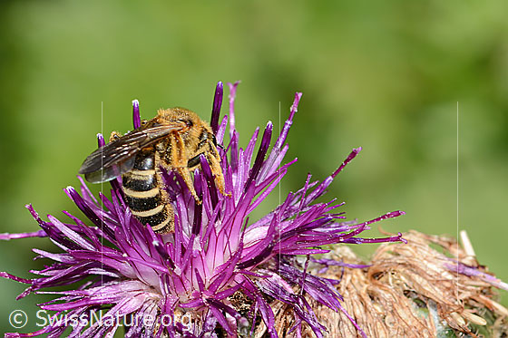 Photo: Halictus rubicundus on Centaurea scabiosa ssp. alpestris. Length 12mm. Female. View diagonally from behind.