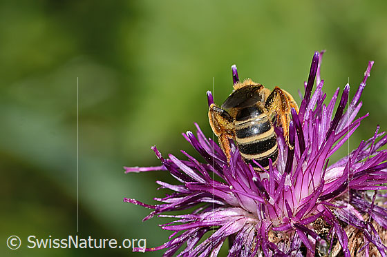 Foto: Rotbeinige Furchenbiene (Halictus rubicundus) auf Alpen-Flockenblume (Centaurea scabiosa ssp. alpestris). Länge 12mm. Weibchen. Ansicht von hinten.