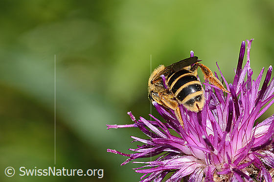 Photo: Halictus rubicundus on Centaurea scabiosa ssp. alpestris. Length 12mm. Female. View from behind unten.