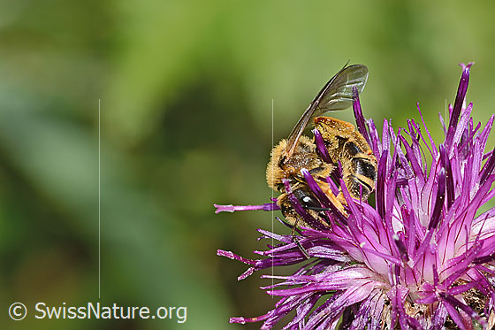 Photo: Halictus rubicundus on Centaurea scabiosa ssp. alpestris. Length 12mm. Female. View from side front.