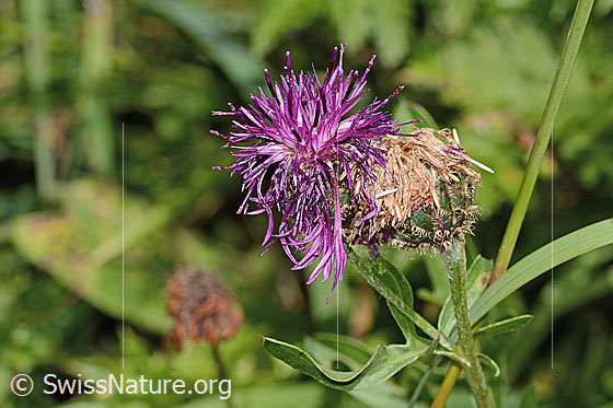 Photo: Centaurea scabiosa ssp. alpestris. Blossom.