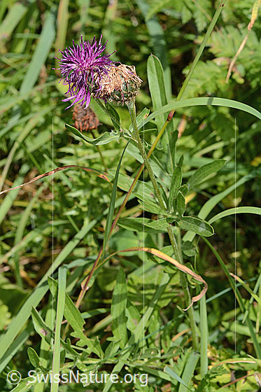 Foto: Alpen-Flockenblume (Centaurea scabiosa ssp. alpestris). Ganze Pflanze (Habitus).