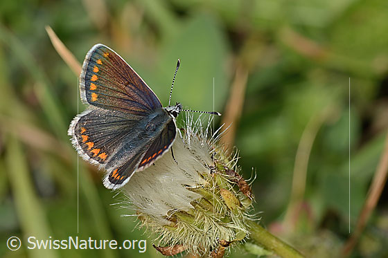 Photo: Aricia artaxerxes on Crepis pyrenaica. Wings open. View from diagonally above.