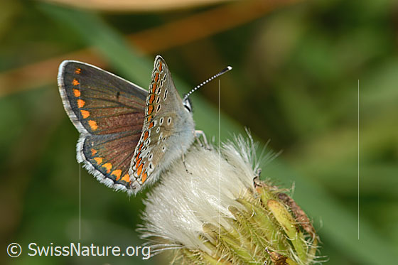 Photo: Aricia artaxerxes on Crepis pyrenaica. Wings half open. View from side back.