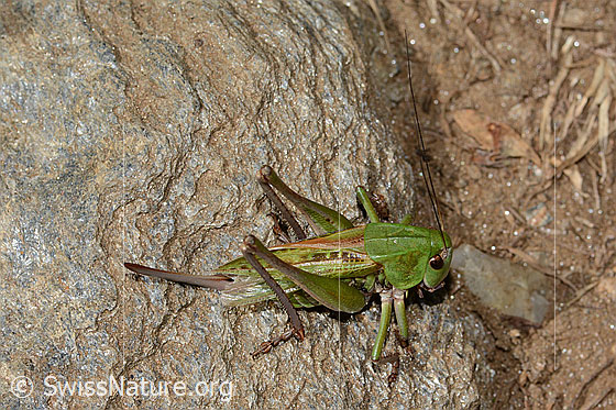 Foto: Warzenbeisser (Decticus verrucivorus). Länge 33mm. Weibchen. Ansicht von seitlich oben.