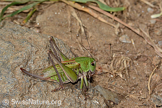 Foto: Warzenbeisser (Decticus verrucivorus). Länge 33mm. Weibchen. Ansicht von der Seite.