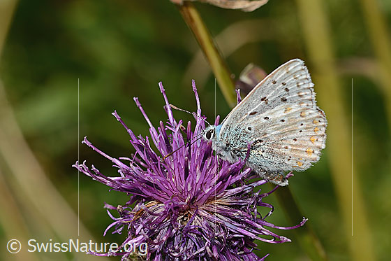 Photo: Lysandra coridon on Centaurea scabiosa ssp. alpestris). Wings closed. View from the side.