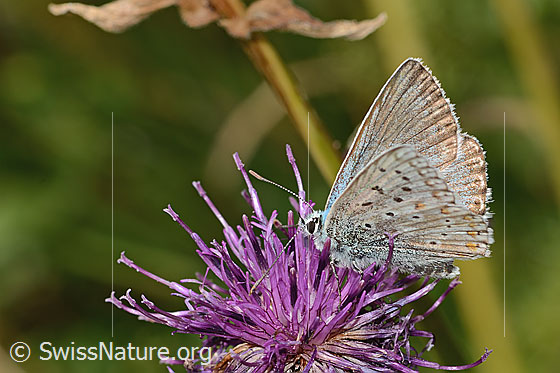 Photo: Lysandra coridon on Centaurea scabiosa ssp. alpestris. Wings half open. View from the side.