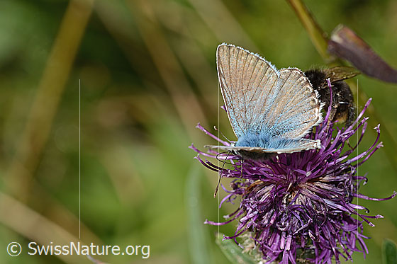 Photo: Lysandra coridon on Centaurea scabiosa ssp. alpestris. Wings half open. View from the side above.