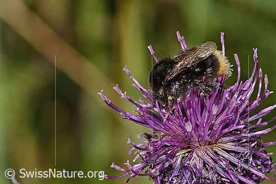 Foto: Wahrscheinlich Distelhummel (Bombus soroeensis) auf Alpen-Flockenblume (Centaurea scabiosa ssp. alpestris). Länge 15mm. Ansicht von der Seite.