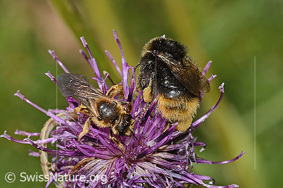 Photo: Halictus rubicundus and Bombus soroeensis on Centaurea scabiosa ssp. alpestris. Length bee 12mm. Female. View from above. 