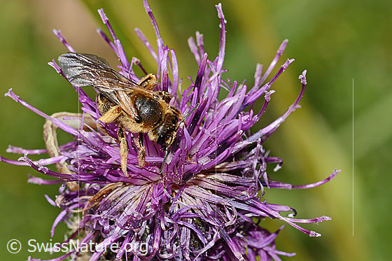 Foto: Rotbeinige Furchenbiene (Halictus rubicundus) auf Alpen-Flockenblume (Centaurea scabiosa ssp. alpestris). Länge 12mm. Weibchen. Ansicht von oben.