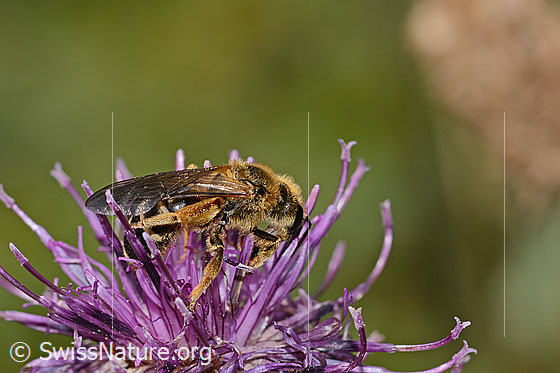 Foto: Rotbeinige Furchenbiene (Halictus rubicundus) auf Alpen-Flockenblume (Centaurea scabiosa ssp. alpestris). Länge 12mm. Weibchen. Ansicht von der Seite.
