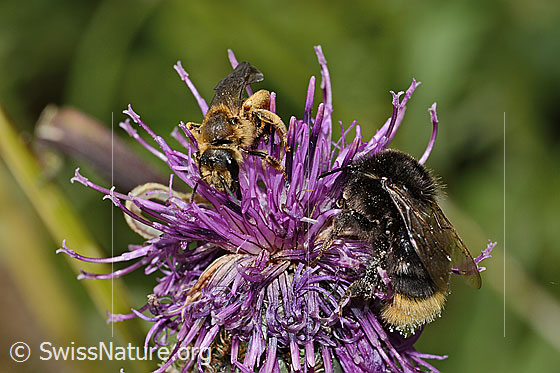 Photo: Halictus rubicundus ans Bombus soroeensis on Centaurea scabiosa ssp. alpestris. Length bee 12mm. Female. View diagonally from the front. On the right an unknown bumblebee.