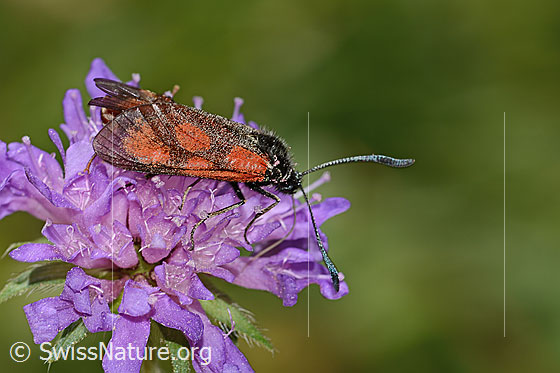 Beilfleckwidderchen (Zygaena loti) auf Wald-Witwenblume (Knautia dipsacifolia)