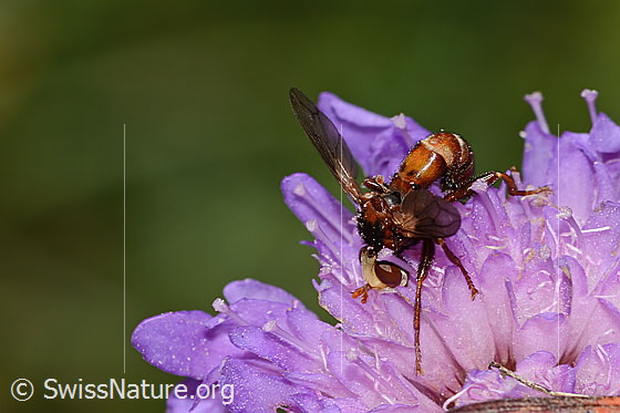 Photo: Probably Sicus ferrugineus auf Wald-Witwenblume (Knautia dipsacifolia). Length 8.5 - 9.5mm. View from the side at the front at the top.