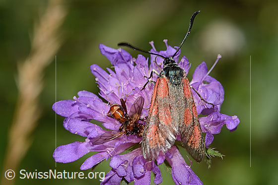 Foto: Wahrscheinlich Beilfleckwidderchen (Zygaena loti) auf Wald-Witwenblume (Knautia dipsacifolia). Ansicht von oben.