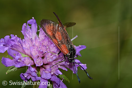 Foto: Wahrscheinlich Beilfleckwidderchen (Zygaena loti) auf Wald-Witwenblume (Knautia dipsacifolia). Ansicht von seitlich oben.