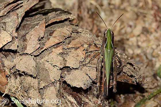 Foto: Brauner Grashüpfer (Chorthippus brunneus). Länge 25mm. Weibchen. Ansicht von oben.