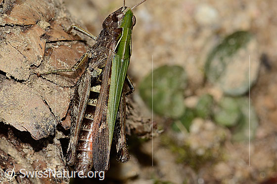 Foto: Brauner Grashüpfer (Chorthippus brunneus). Länge 25mm. Weibchen. Ansicht von seitlich oben.