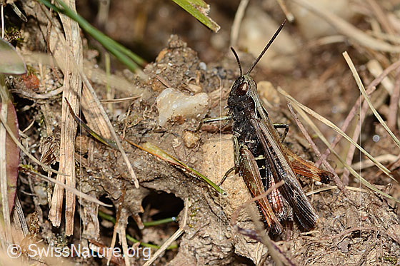 Foto: Brauner Grashüpfer (Chorthippus brunneus). Länge 18mm. Männchen. Ansicht von der Seite.