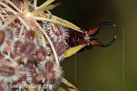 Foto: Gemeiner Ohrwurm (Forficula auricularia) auf Wilder Möhre (Daucus carota ssp. carota). Länge 14mm. Männchen. Ansicht der Zangen von unten.