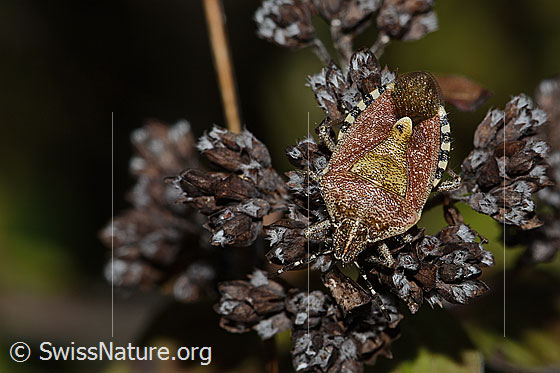 Foto: Beerenwanze (Dolycoris baccarum) auf verblühtem Echtem Dost (Origanum vulgare). Länge 12mm. Ansicht von oben.