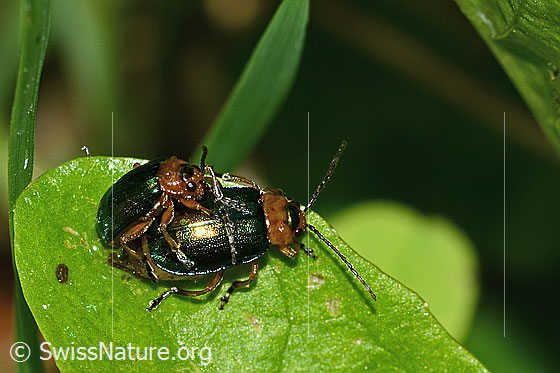 Foto: Hallescher Blattkäfer (Sermylassa halensis). Länge 5 - 7mm. Paarung. Links Männchen. Rechts Weibchen.