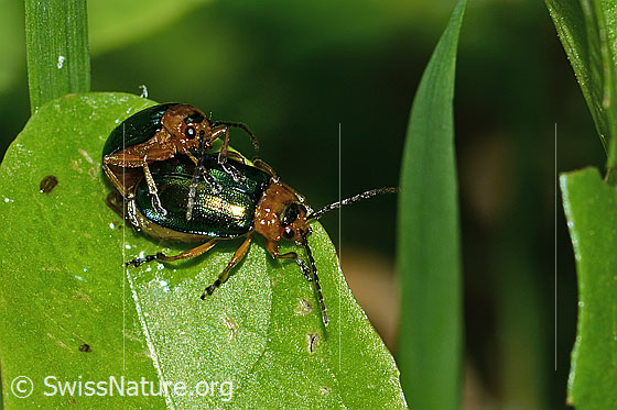 Foto: Hallescher Blattkäfer (Sermylassa halensis). Länge 5 - 7mm. Paarung. Links Männchen. Rechts Weibchen.