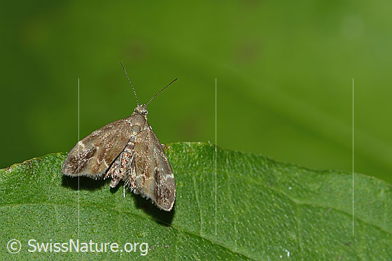 Brennnessel-Spreizflügelfalter (Anthophila fabriciana)