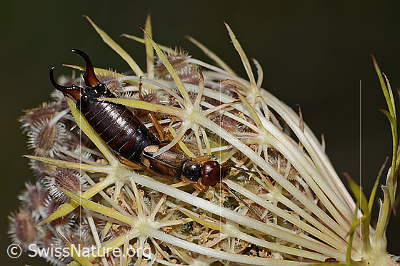 Gemeiner Ohrwurm (Forficula auricularia) auf Wilder Möhre (Daucus carota ssp. carota)