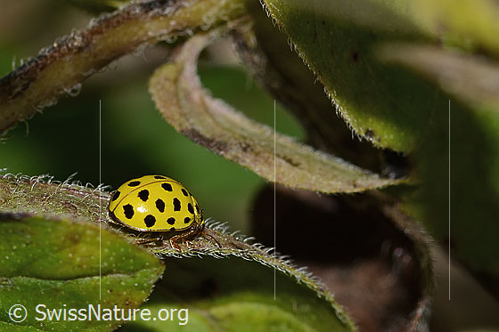 Foto: Zweiundzwanzigpunkt-Marienkäfer (Psyllobora vigintiduopunctata). Länge 5mm. Ansicht von schräg hinten.