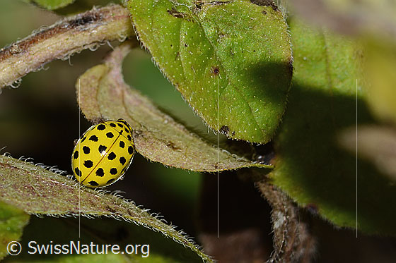 Foto: Zweiundzwanzigpunkt-Marienkäfer (Psyllobora vigintiduopunctata). Länge 5mm. Ansicht von oben.
