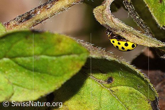 Foto: Zweiundzwanzigpunkt-Marienkäfer (Psyllobora vigintiduopunctata). Länge 5mm. Ansicht von der Seite.