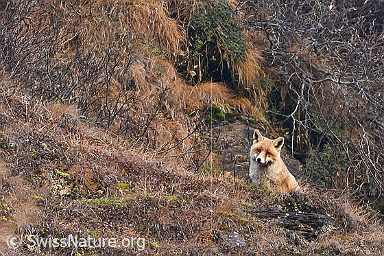 Foto: Rotfuchs (Vulpes vulpes). Ansicht von seitlich vorne unten.