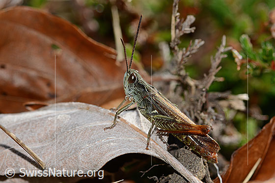 Foto: Wahrscheinlich Brauner Grashüpfer (Chorthippus brunneus). Länge 18mm. Ansicht von der Seite.