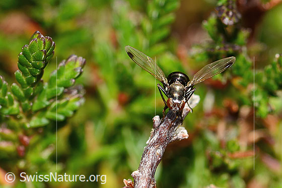 Photo: Probably Sepsis cynipsea. Length 4 mm. Female. View from the front.