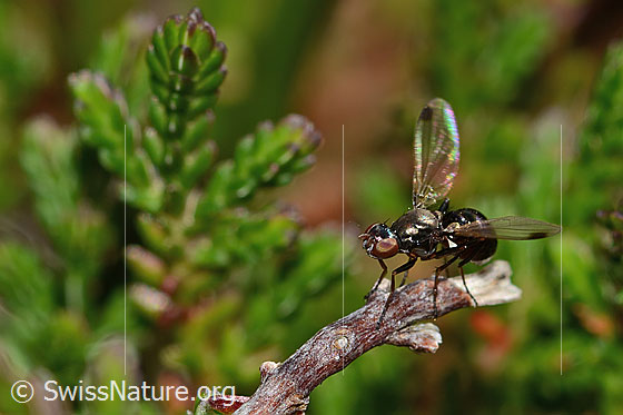 Sepsis cynipsea (Schwingfliege)