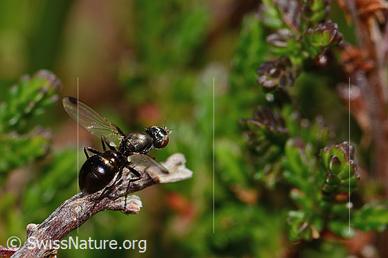 Photo: Probably Sepsis cynipsea. Length 4 mm. Female. View from the side at the top.
