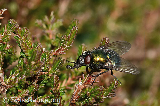 Photo: Neomyia cornicina. Length 6 - 9mm. Female. View from side front.